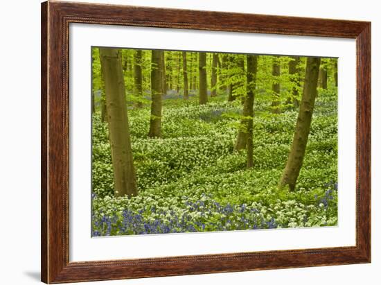 Wild Garlic and Bluebell Carpet in Beech Wood, Hallerbos, Belgium-Biancarelli-Framed Photographic Print