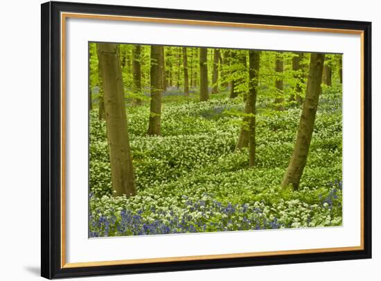 Wild Garlic and Bluebell Carpet in Beech Wood, Hallerbos, Belgium-Biancarelli-Framed Photographic Print