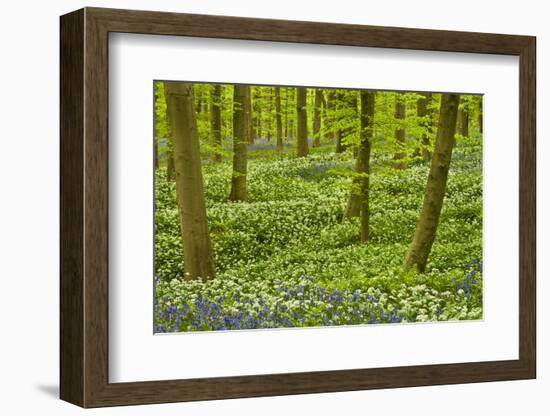 Wild Garlic and Bluebell Carpet in Beech Wood, Hallerbos, Belgium-Biancarelli-Framed Photographic Print