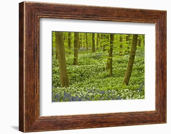 Wild Garlic and Bluebell Carpet in Beech Wood, Hallerbos, Belgium-Biancarelli-Framed Photographic Print