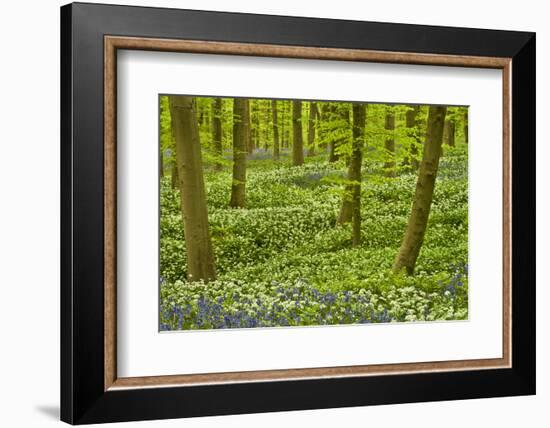 Wild Garlic and Bluebell Carpet in Beech Wood, Hallerbos, Belgium-Biancarelli-Framed Photographic Print