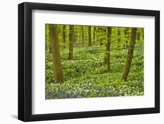 Wild Garlic and Bluebell Carpet in Beech Wood, Hallerbos, Belgium-Biancarelli-Framed Photographic Print