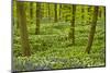 Wild Garlic and Bluebell Carpet in Beech Wood, Hallerbos, Belgium-Biancarelli-Mounted Photographic Print