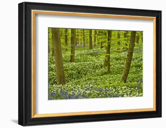 Wild Garlic and Bluebell Carpet in Beech Wood, Hallerbos, Belgium-Biancarelli-Framed Photographic Print