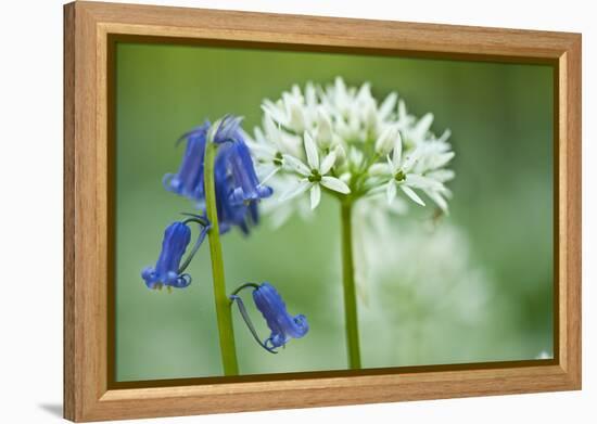 Wild Garlic and Bluebell in Flower, Beech Wood, Hallerbos, Belgium-Biancarelli-Framed Premier Image Canvas