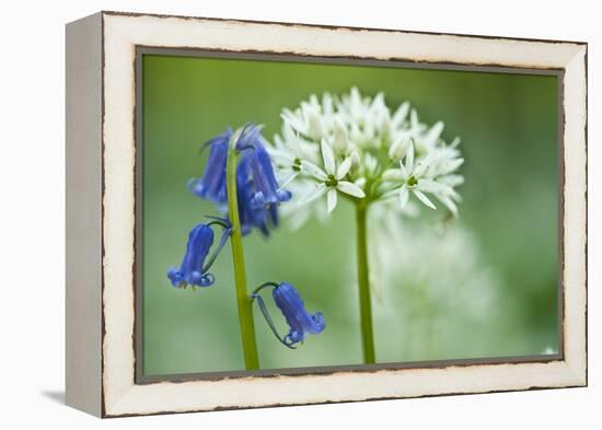 Wild Garlic and Bluebell in Flower, Beech Wood, Hallerbos, Belgium-Biancarelli-Framed Premier Image Canvas
