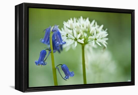 Wild Garlic and Bluebell in Flower, Beech Wood, Hallerbos, Belgium-Biancarelli-Framed Premier Image Canvas