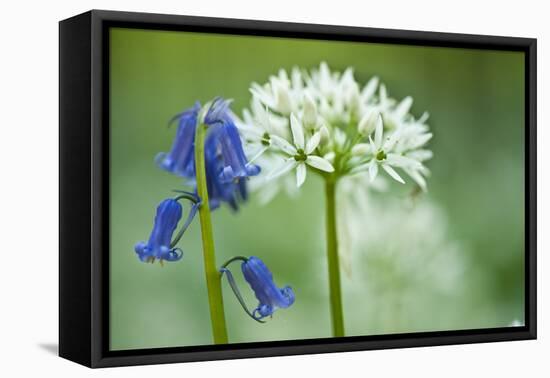 Wild Garlic and Bluebell in Flower, Beech Wood, Hallerbos, Belgium-Biancarelli-Framed Premier Image Canvas