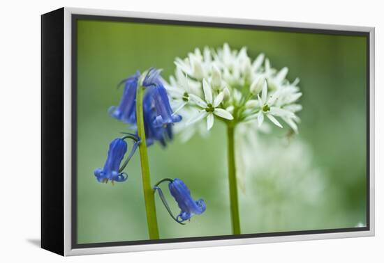 Wild Garlic and Bluebell in Flower, Beech Wood, Hallerbos, Belgium-Biancarelli-Framed Premier Image Canvas