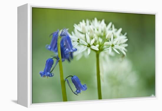 Wild Garlic and Bluebell in Flower, Beech Wood, Hallerbos, Belgium-Biancarelli-Framed Premier Image Canvas