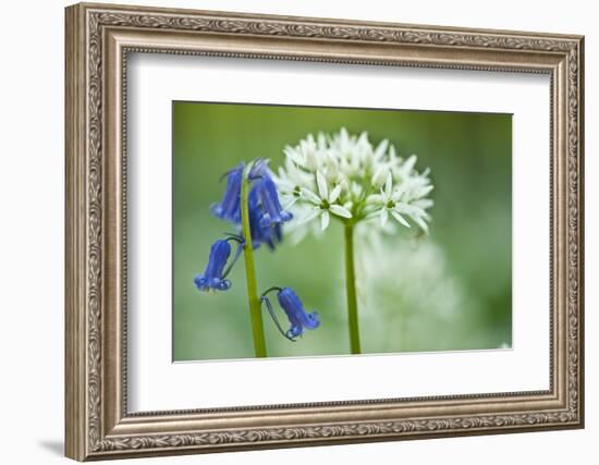 Wild Garlic and Bluebell in Flower, Beech Wood, Hallerbos, Belgium-Biancarelli-Framed Photographic Print