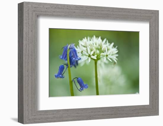 Wild Garlic and Bluebell in Flower, Beech Wood, Hallerbos, Belgium-Biancarelli-Framed Photographic Print