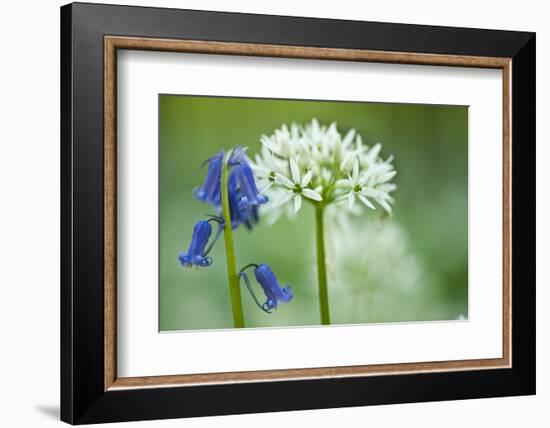 Wild Garlic and Bluebell in Flower, Beech Wood, Hallerbos, Belgium-Biancarelli-Framed Photographic Print