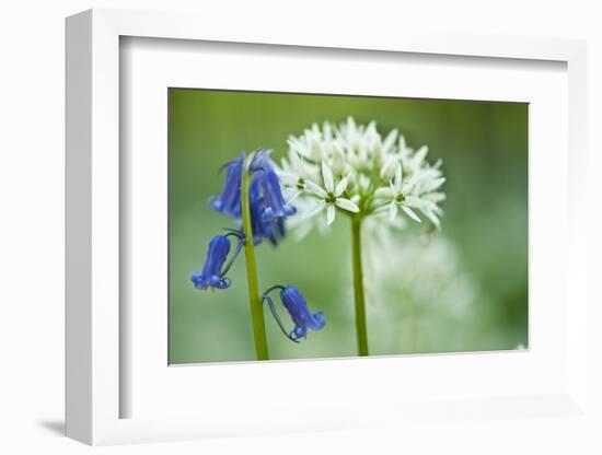 Wild Garlic and Bluebell in Flower, Beech Wood, Hallerbos, Belgium-Biancarelli-Framed Photographic Print