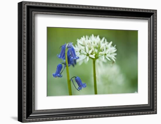 Wild Garlic and Bluebell in Flower, Beech Wood, Hallerbos, Belgium-Biancarelli-Framed Photographic Print