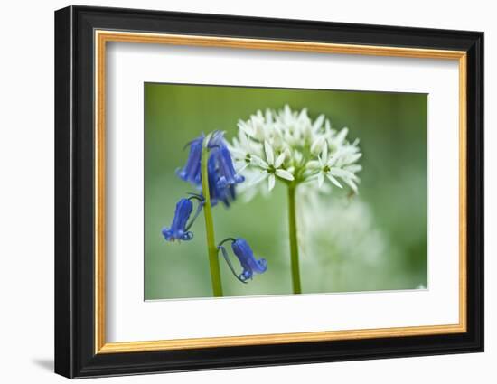 Wild Garlic and Bluebell in Flower, Beech Wood, Hallerbos, Belgium-Biancarelli-Framed Photographic Print