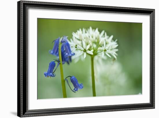 Wild Garlic and Bluebell in Flower, Beech Wood, Hallerbos, Belgium-Biancarelli-Framed Photographic Print