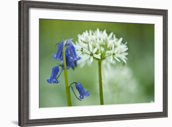 Wild Garlic and Bluebell in Flower, Beech Wood, Hallerbos, Belgium-Biancarelli-Framed Photographic Print