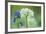 Wild Garlic and Bluebell in Flower, Beech Wood, Hallerbos, Belgium-Biancarelli-Framed Photographic Print