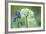 Wild Garlic and Bluebell in Flower, Beech Wood, Hallerbos, Belgium-Biancarelli-Framed Photographic Print