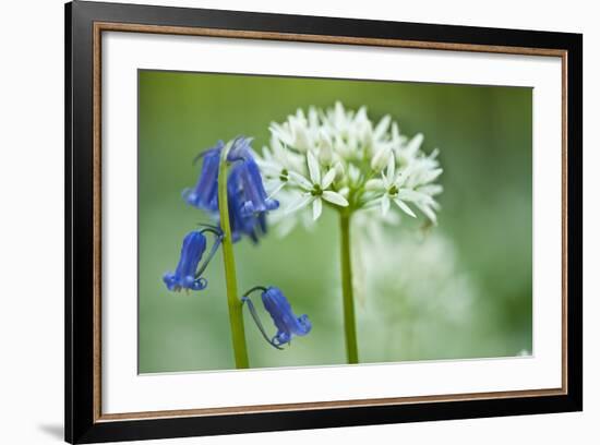 Wild Garlic and Bluebell in Flower, Beech Wood, Hallerbos, Belgium-Biancarelli-Framed Photographic Print