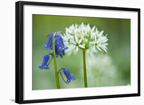 Wild Garlic and Bluebell in Flower, Beech Wood, Hallerbos, Belgium-Biancarelli-Framed Photographic Print