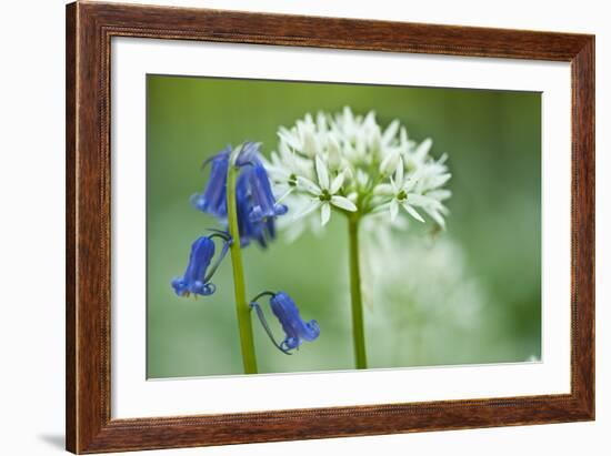 Wild Garlic and Bluebell in Flower, Beech Wood, Hallerbos, Belgium-Biancarelli-Framed Photographic Print