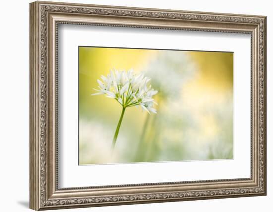 Wild garlic close-up, Combe Valley, Cornwall, UK-Ross Hoddinott-Framed Photographic Print