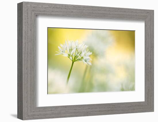 Wild garlic close-up, Combe Valley, Cornwall, UK-Ross Hoddinott-Framed Photographic Print