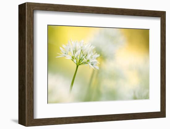 Wild garlic close-up, Combe Valley, Cornwall, UK-Ross Hoddinott-Framed Photographic Print