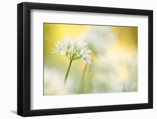 Wild garlic close-up, Combe Valley, Cornwall, UK-Ross Hoddinott-Framed Photographic Print