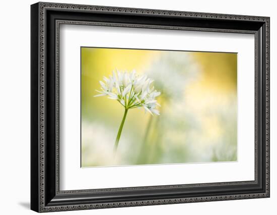 Wild garlic close-up, Combe Valley, Cornwall, UK-Ross Hoddinott-Framed Photographic Print