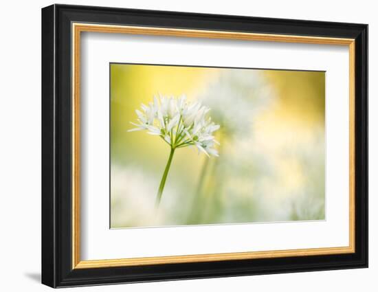 Wild garlic close-up, Combe Valley, Cornwall, UK-Ross Hoddinott-Framed Photographic Print