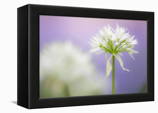 Wild garlic flower, Lanhydrock woodland, Cornwall, UK-Ross Hoddinott-Framed Premier Image Canvas