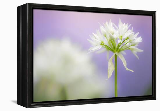 Wild garlic flower, Lanhydrock woodland, Cornwall, UK-Ross Hoddinott-Framed Premier Image Canvas