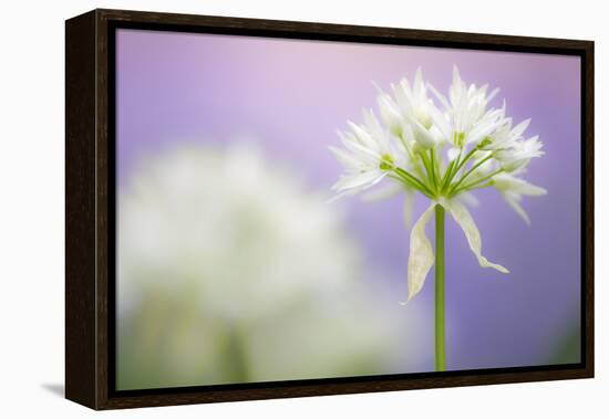 Wild garlic flower, Lanhydrock woodland, Cornwall, UK-Ross Hoddinott-Framed Premier Image Canvas