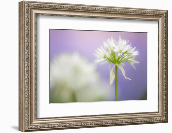 Wild garlic flower, Lanhydrock woodland, Cornwall, UK-Ross Hoddinott-Framed Photographic Print