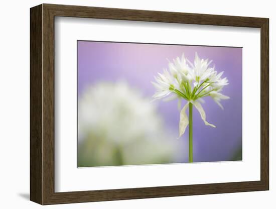 Wild garlic flower, Lanhydrock woodland, Cornwall, UK-Ross Hoddinott-Framed Photographic Print