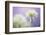 Wild garlic flower, Lanhydrock woodland, Cornwall, UK-Ross Hoddinott-Framed Photographic Print