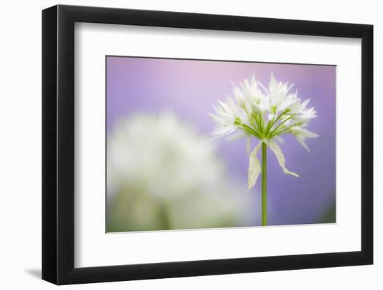 Wild garlic flower, Lanhydrock woodland, Cornwall, UK-Ross Hoddinott-Framed Photographic Print