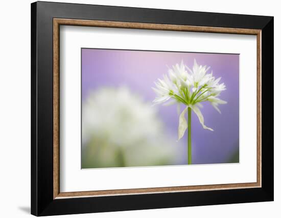 Wild garlic flower, Lanhydrock woodland, Cornwall, UK-Ross Hoddinott-Framed Photographic Print