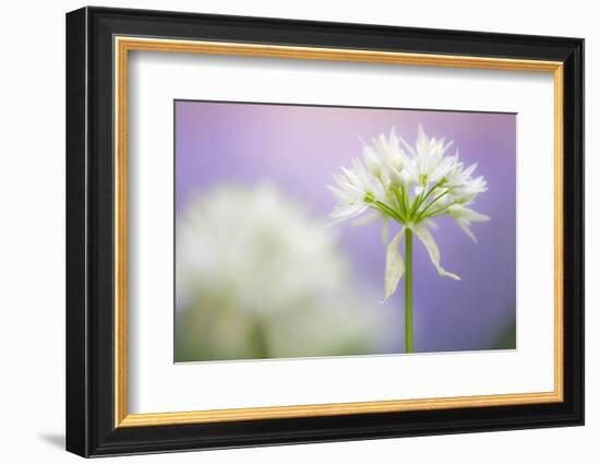 Wild garlic flower, Lanhydrock woodland, Cornwall, UK-Ross Hoddinott-Framed Photographic Print