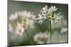 Wild garlic flowering in woodland, Cornwall, England, UK-Ross Hoddinott / 2020VISION-Mounted Photographic Print