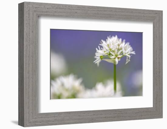 Wild garlic flowering, Lanhydrock Woodland, Cornwall, UK-Ross Hoddinott-Framed Photographic Print