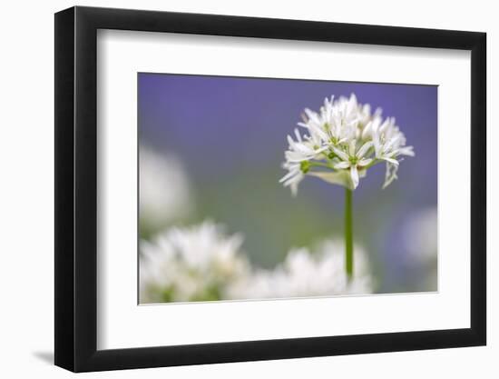 Wild garlic flowering, Lanhydrock Woodland, Cornwall, UK-Ross Hoddinott-Framed Photographic Print