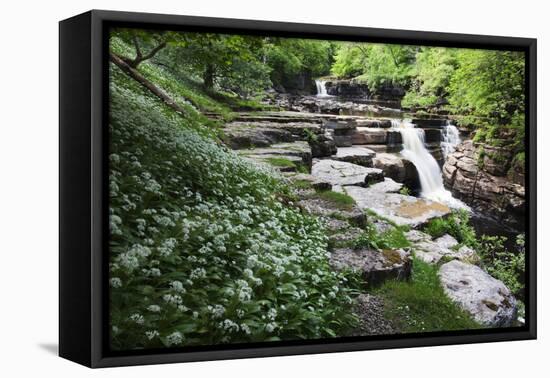 Wild Garlic Flowers at Kisdon Force Near Keld-Mark Sunderland-Framed Premier Image Canvas