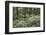 Wild Garlic in Deciduous Woodland, Near Chipping Campden, Cotswolds, Gloucestershire, England-Stuart Black-Framed Photographic Print