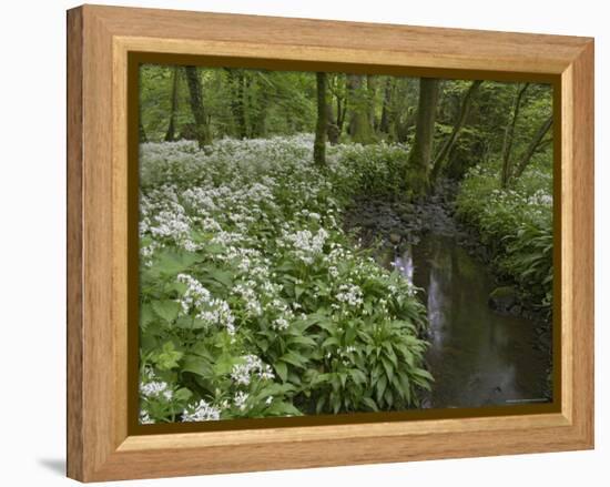 Wild Garlic, or Ramson, Allium Ursinum, Lancashire, England, United Kingdom-Steve & Ann Toon-Framed Premier Image Canvas