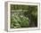 Wild Garlic, or Ramson, Allium Ursinum, Lancashire, England, United Kingdom-Steve & Ann Toon-Framed Premier Image Canvas