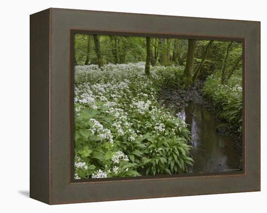 Wild Garlic, or Ramson, Allium Ursinum, Lancashire, England, United Kingdom-Steve & Ann Toon-Framed Premier Image Canvas